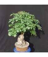 10 Cussonia sphaerocephala Bonsai Seeds for Garden - £31.63 GBP