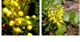 100 seeds Creeping Barberry, Creeping Oregon Grape (Mahonia repens), Gardening - £17.57 GBP