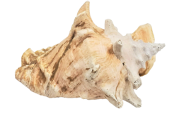 Large Sea Shell Conch Horned Helmet Seashell 9&quot; - $25.01 CAD