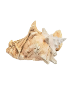 Large Sea Shell Conch Horned Helmet Seashell 9&quot; - $25.14 CAD