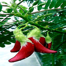 FG 20 Hummingbird Tree Seeds (Sesbania Grandiflora) &quot;Agati&quot; Flower Plant Fast Ra - £10.21 GBP