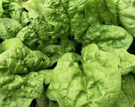 Semilir Bloomsdale Spinach Seeds 90 Seeds Non-Gmo Fast Grow From US - £5.81 GBP