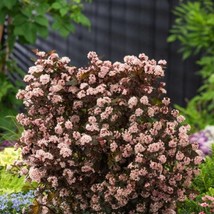 Physocarpus Little Joker Starter Plant Approx 7-9 Inch New Fast Shipping - £24.51 GBP