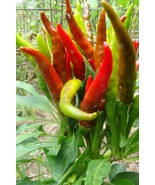 La Corona  (Crown of Fire) - $5.75