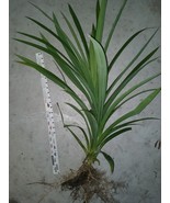 FMG 250 500 Bouquet Dill Seeds Organic Fast Growing - €13,05 EUR FMG 250 500 Bouquet Dill Seeds Organic Fast Growing - €13,05 EUR