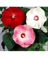 15 pcs Mixed Color Beautiful Dinnerplate Hibiscus Flower Seeds - $15.96