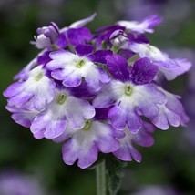 1R3D5 Verbena Seeds Tuscany Twister Purple Shades Verbena 25 Seeds Gardening USA - £10.24 GBP