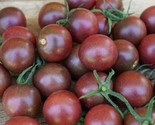 Black Cherry Tomato Seeds 20 Indeterminate Vegetable Garden Salad Fast S... - $8.99
