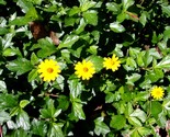 Wedelia Syn Sphagneticola Trilobata Creeping Daisy 1 Plant USA Fast Ship... - $19.98