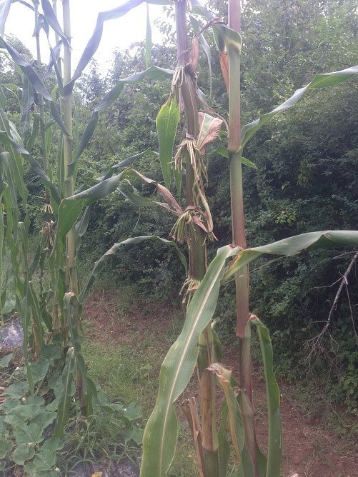 35 seeds Giant Southwestern Blue Indian Maize - 1365