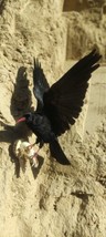 RARITY RED BILLED CHOUGH Free shipping  - $292.05