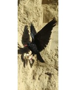 RARITY RED BILLED CHOUGH Free shipping  - £228.46 GBP