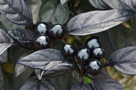 10 Seeds-Black Pearl Pepper Seeds! Hot -Heirloom -Non GMO - Ornamental perfect  - £3.15 GBP