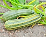1 Oz Cocozelle Zucchini Seeds Organic Heirloom Squash Garden Container - £14.43 GBP