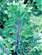 200+ Seeds Red Russian Kale Seeds NON-GMO - £10.38 GBP