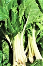 Large White Ribbed Swis Chard Seedsnongmo 100 Seeds 4 Items Ship From US  - £6.59 GBP