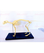 Veterinary Anatomy Cat Skull Feline Skeleton Teaching Model With Display - €92,67 EUR
