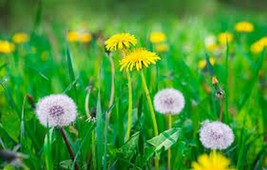 100 Pcs Dandelion Flower Seeds #MNSS - £11.98 GBP