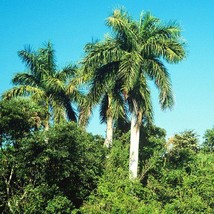 THJAR Roystonea regia | Cuban or Royal Palm | 20 Seeds - $53.31 MXN
