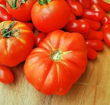 Best 50 Seeds Brandywine TOMATO Vegetable Garden Planting Tomatoe USA - £3.84 GBP