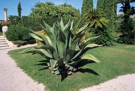 BPASTORE 50 Seeds Store Agave Ferox Century Plant Hardy Exotic Succulent Big Alo - $33.66