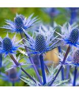 20 Flax Blue Sea Holly Dormant Seeds For Spring Summer Blue Colorful - $114.15 MXN