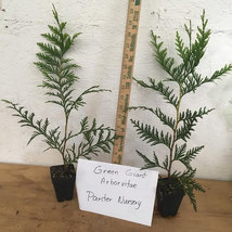 15 Thuja Green Giant Arborvitae 2.5" pot 6-12" image 2