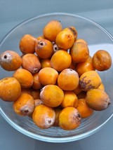 Queen Palm - Syagrus romanzoffiana - 2 seeds - Graines - Samillas - Gx 064 - $126.50 MXN