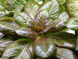 Rouge D'Hiver Lettuce Seeds, Red Romaine, Red Winter, NON-GMO, FREE SHIP - $1.97+