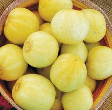 Lemon Cucumbers - Seeds - Organic - Non Gmo - Heirloom Seeds – Vegetable Seeds - $5.99