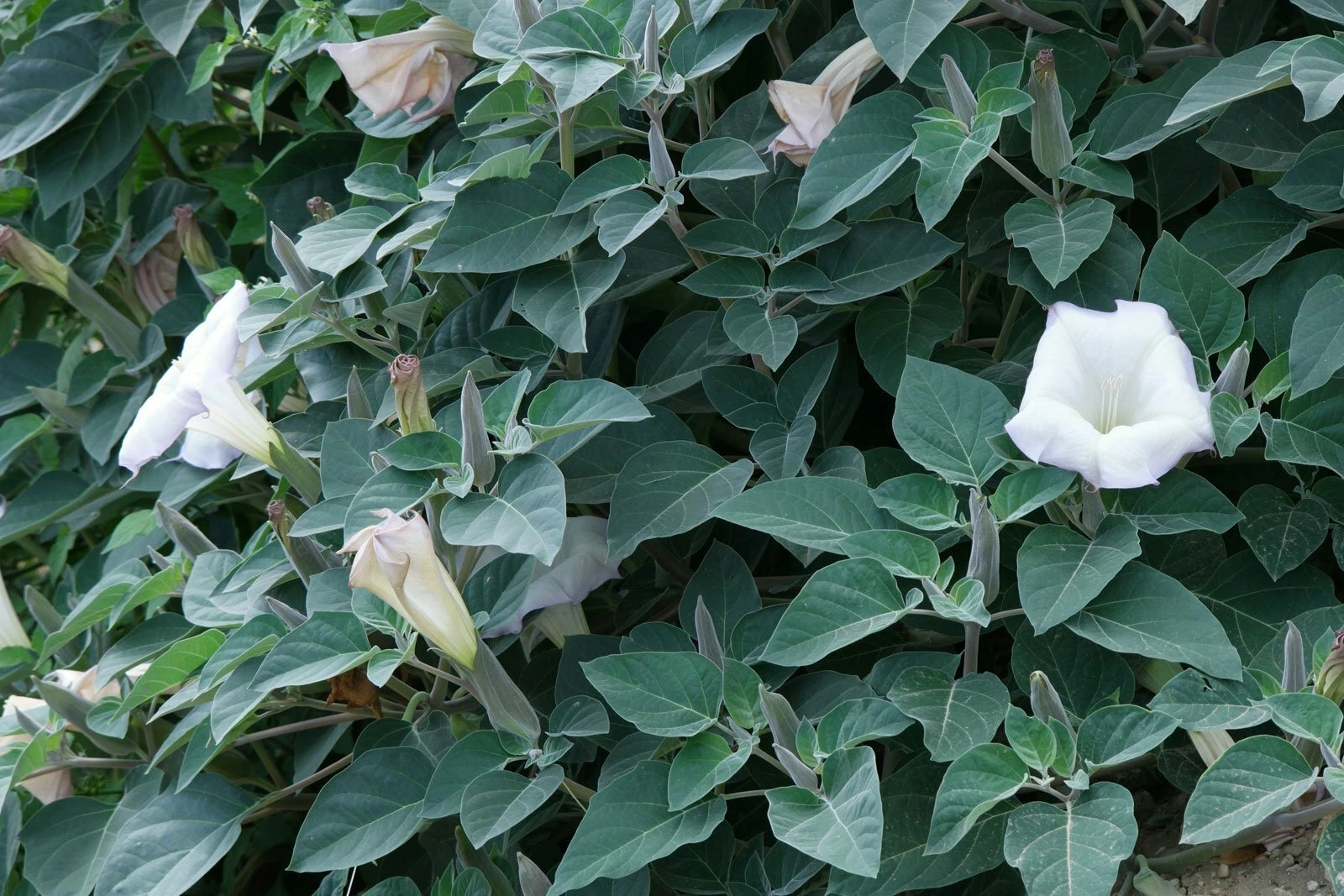 Datura inoxia FRAGRANT WHITE FLOWERS - Seeds! - $11.97