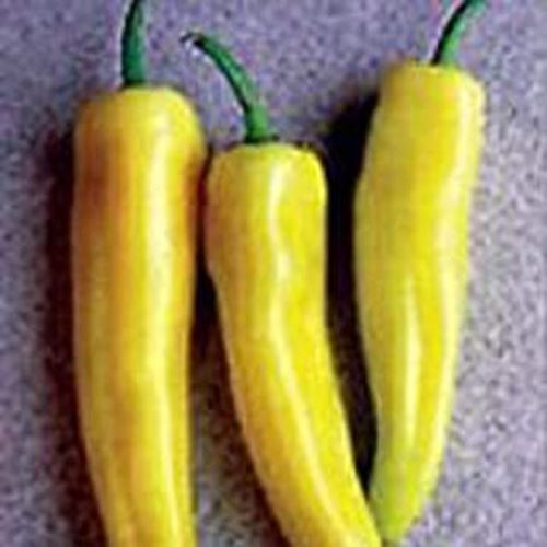 PM Inferno Hot Peppers Seeds (((100 Seed Packet))) (More Heirloom, Organ... - $3.98