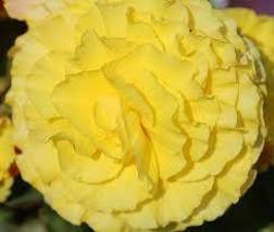 30 Gorgeous Double Yellow Begonia Seeds Annual For Indoors Or Garden Flower - $17.96