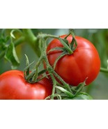 Manitoba Tomato Seeds Prairie Tomato Cool Climate Non GMO Fast Grow - $10.70
