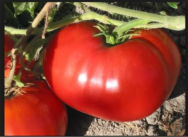 PSStore 30 Giant Delicious Tomato World Record 7 Lbs 12 Oz Vegetable Seeds - £7.60 GBP