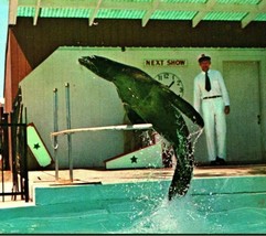 Sea Lion Act at Benson Wild Animal Farm Hudson New Hampshire NH Chrome Postcard - £7.84 GBP