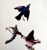 American Bluebird Bird Lithograph 1950 Audubon Antique Art Print DWP6A - £23.96 GBP