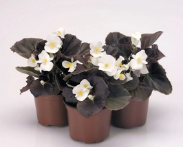 30 Gorgeous Begonia Nightlife Pure White Seeds Bronze Leaf Flower Annual - £13.83 GBP