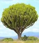 Euphorbia ingens candelabrum exotic Candelabra Tree seed 5 seeds - $17.98