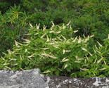 Mountain Pepper Bush Clethra Acuminata 30 Seeds - $8.99