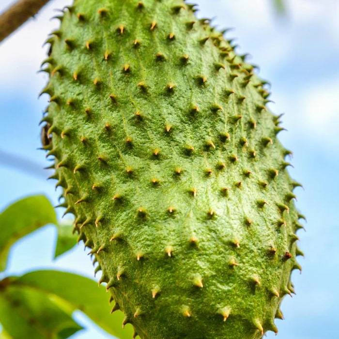 Soursop Graviola Guanabana 3Ft Tall Live Fruit Tree Arbol Frutal Vivo ...
