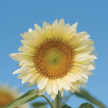 Grow In US Sunflower Procut White Lite 10 Premium flower seeds Beautiful Special - £7.75 GBP