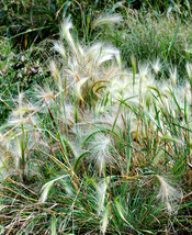Squirrel-tail Grass 200 Seeds for Planting | Hordeum jubatum | Foxtail B... - $17.00
