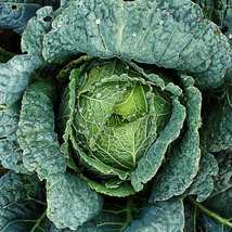Savoy Cabbage Seeds  Vegetable Garden Heirloom NON-GMO USA  300+ Seeds - £6.36 GBP