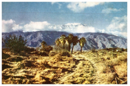 Seven Palms In The Desert Near Palm Springs California Tree Postcard - £7.08 GBP