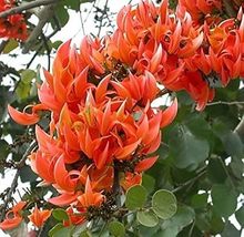 5 Strongylodon Orange Jade Vine Perennial Climbing Flower Seeds for Garden - £7.73 GBP