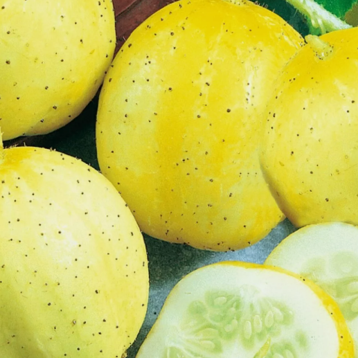 HT 10 Seeds Lemon Cucumber Seeds  Nongmo Cucumber Seeds Planting Seeds - $7.99