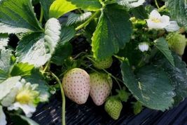 100 Seeds White Strawberry Pineberry Hula berry Alpine berry Container F... - $8.99