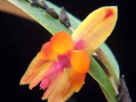 LEPANTHES AURITA MINIATURE ORCHID MOUNTED - $53.00