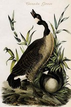 Canada Goose by John James Audubon - Art Print - £17.22 GBP+
